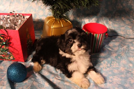 havanese-puppies